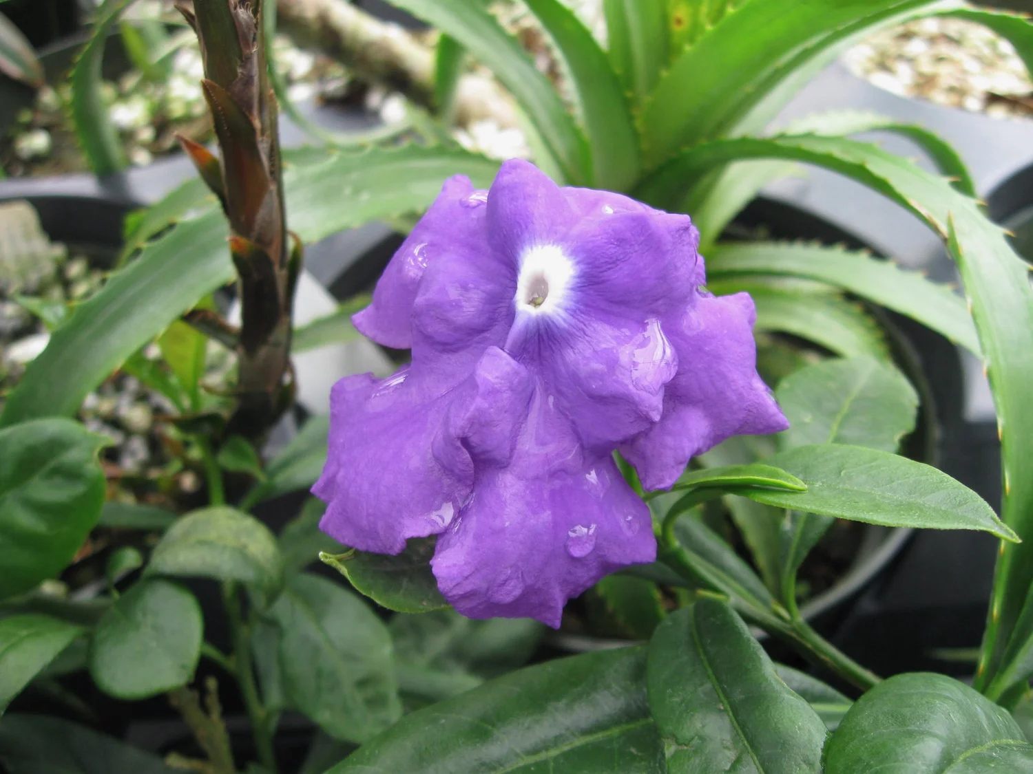 Brunfelsia macrantha (B. pauciflora 'Magnifica') — Vintage Green